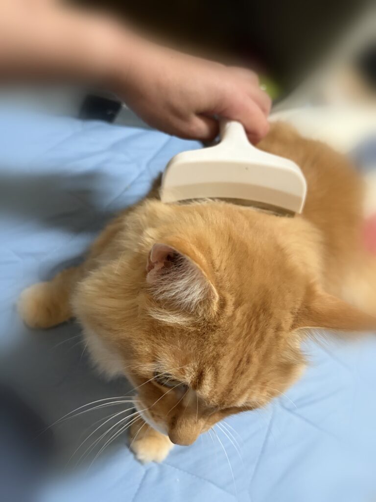 抜け毛ブラシでブラッシング中のtora