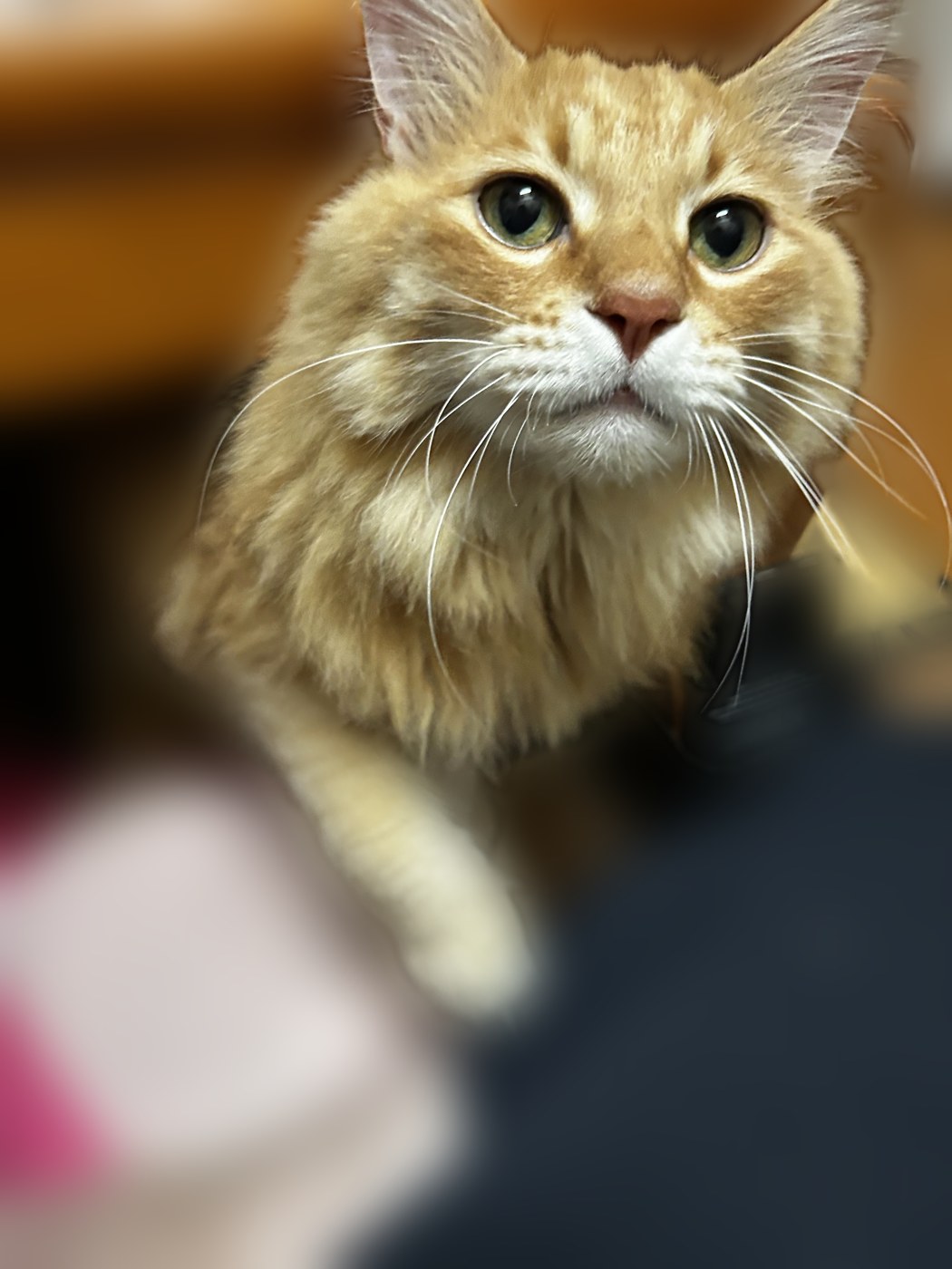 ひざに前足をのせて「ちょうだい」をするtora