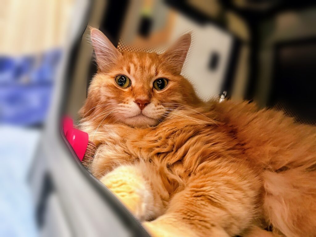 キャリーでくつろぐtora