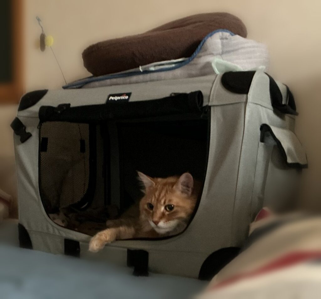 ベッドの上のキャリーでくつろぐtora